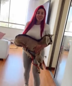 Deysi Araujo y su nueva mascota, una cabrita