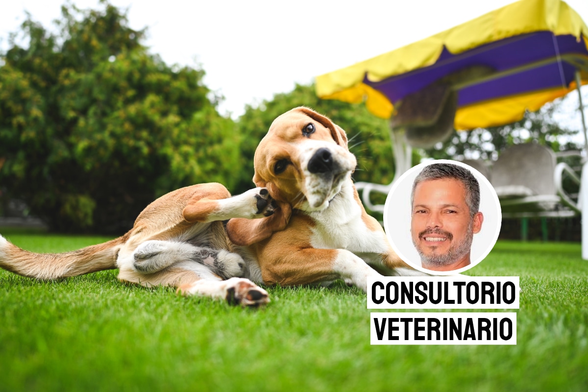 Cuidados contra pulgas y garrapatas. Foto: composición/Istock