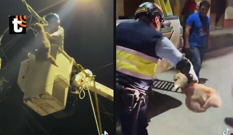 ¡Maltrato animal en Tocache! Lanzan a oso perezoso desde siete metros y sereno lo arroja violentamente a ...