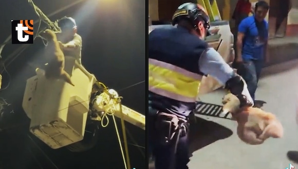 TROME - ¡Maltrato animal en Tocache! Lanzan a un oso perezoso desde siete metros y sereno lo arroja violentamente a su camioneta