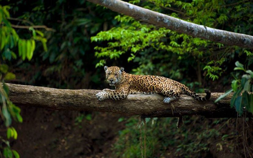 El Parque Nacional del Manu, Sitio de Patrimonio Mundial de la Humanidad y Reserva de Biosfera. (Foto: Sernanp)