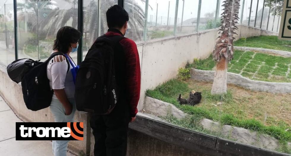 Hay ocho osos de anteojos en un ambiente especial