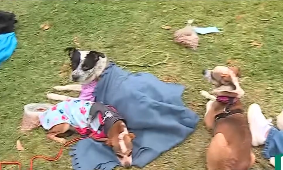 Perritos fueron acogidos temporalmente por persoans de buen corazón. (Captura Redes sociales)