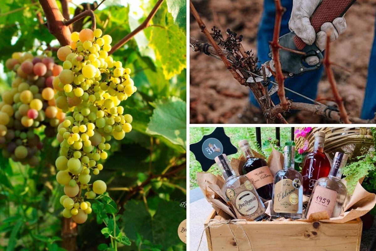 La bodega cuenta con una paragua de marcas que van desde mistelas, piscos, vinos, entre otros.
Foto: Finca 314.