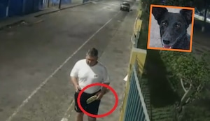 San Martín de Porres: Piden la captura de sujeto que mató a perrita con un palo con clavos | VIDEO