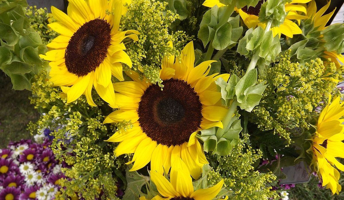 Los girasoles son los mayores representantes de las flores amarillas (Foto: Pixabay)