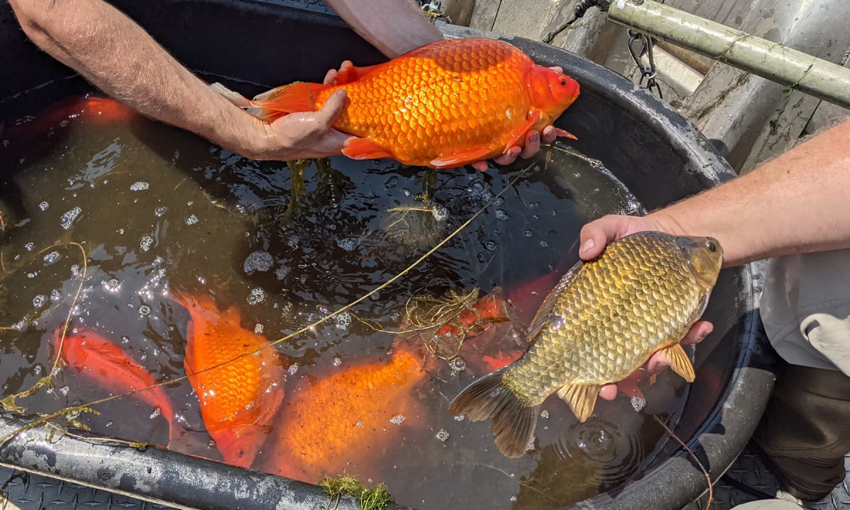 Los peces dorados pueden vivir en aguas con condiciones extremas. (Foto: Twitter/City of Burnsville)