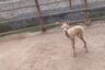 Zoológico de Huachipa: Bautizan como ‘Paquita’ a cría de alpaca