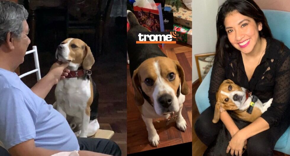 Familia en San Martín de Porres recuperó a su perrito Kiyo. Estaba perdido, ofrecían entrada al concierto de Coldplay como recompensa por su mascota (Compos. Trome / Isabel Medina)