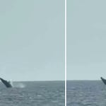 Ballenas jorobadas sorprenden frente a San Bartolo