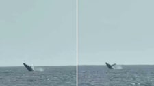 Ballenas jorobadas sorprenden frente a San Bartolo