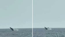 Ballenas jorobadas sorprenden frente a San Bartolo