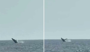 Ballenas jorobadas sorprenden frente a San Bartolo