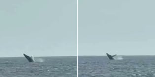 Ballenas jorobadas sorprenden frente a San Bartolo