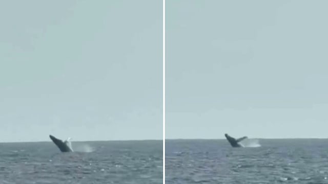 Ballenas jorobadas sorprenden frente a San Bartolo