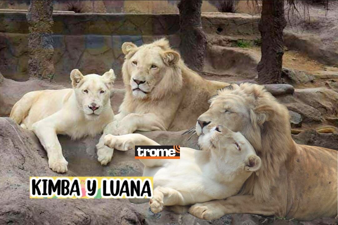 Son los reyes de la selva y es su día mundial. Visita a estos hermosos ejemplares en el zoológico de Huachipa. (Compos. Isabel Medina / Trome).