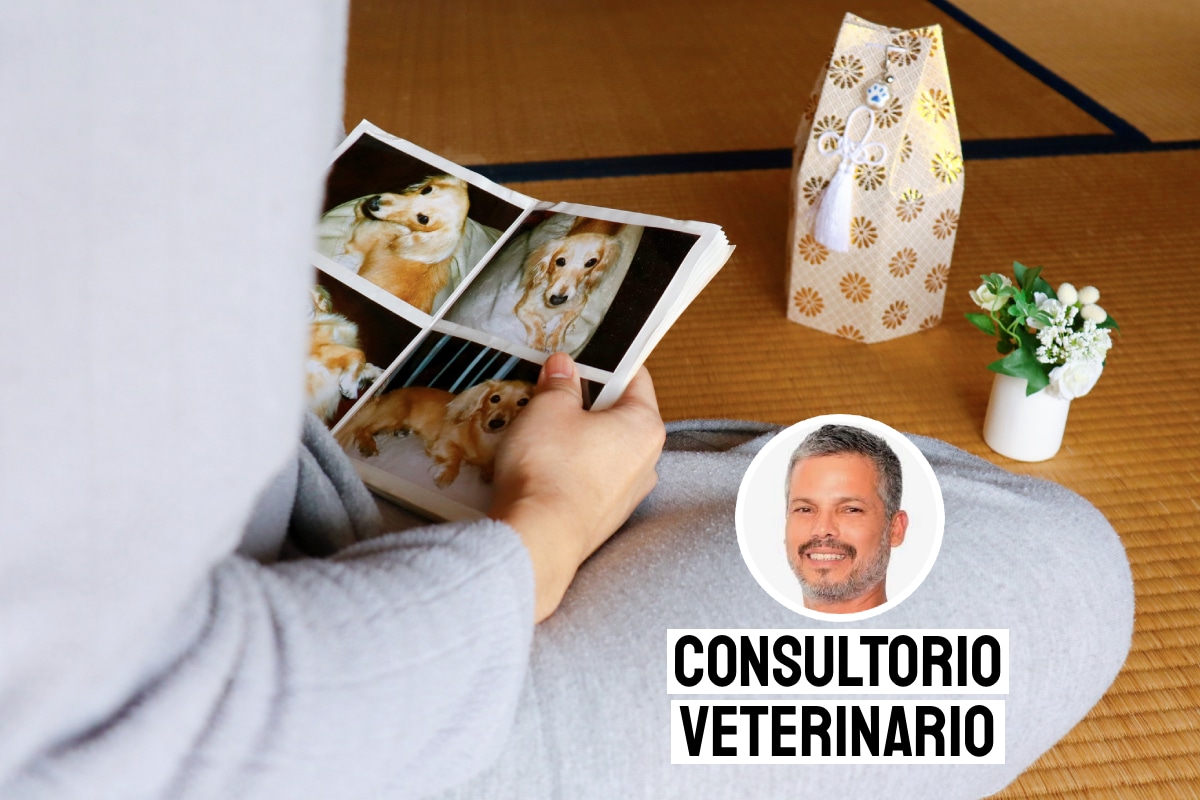 El duelo por una mascota. Foto: composición/Istock