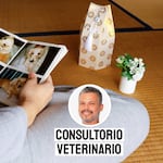 El duelo por una mascota: cómo sobrellevar una pérdida significativa