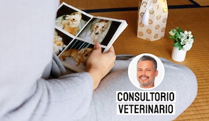 El duelo por una mascota: cómo sobrellevar una pérdida significativa