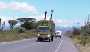 Kenia traslada jirafas para protegerlas de la pérdida de hábitat