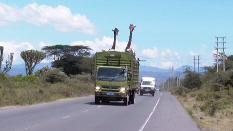 Kenia traslada jirafas para protegerlas de la pérdida de hábitat