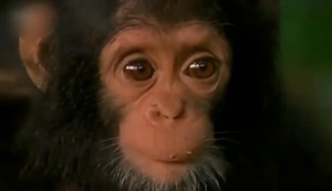 Los 12 animales en peligro que podrían desaparecer este año