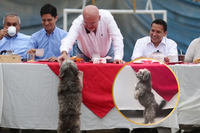 Perrito se roba el show en desayuno electoral de Techito