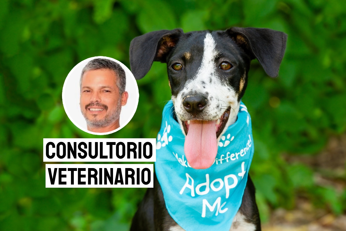 Se estima que en Perú hay más de 6 millones de perros y gatos en estado de abandono. Foto: composición/Istock