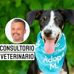 Adoptar en lugar de comprar: un gesto que cambia la vida de un animal