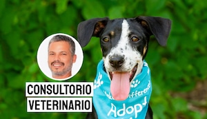 Adoptar en lugar de comprar: un gesto que cambia la vida de un animal