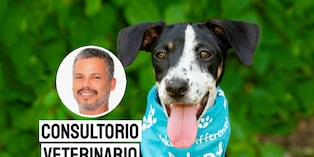 Se estima que en Perú hay más de 6 millones de perros y gatos en estado de abandono. Foto: composición/Istock