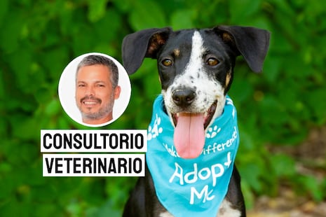 Adoptar en lugar de comprar: un gesto que cambia la vida de un animal