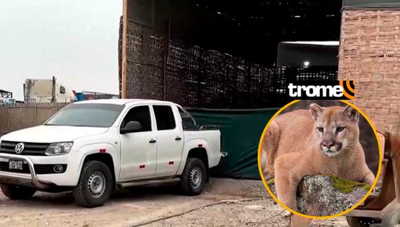 Puma asustó a vecinos en Tacna