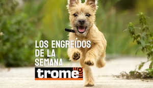 Peluditos que conquistan corazones: conoce a los engreídos de la semana