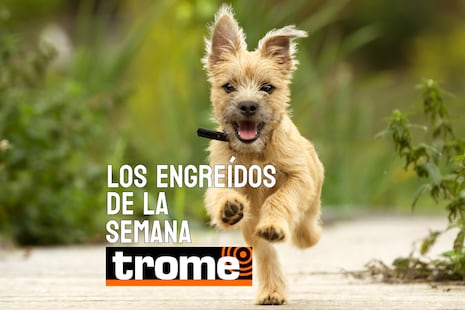 Peluditos que conquistan corazones: conoce a los engreídos de la semana