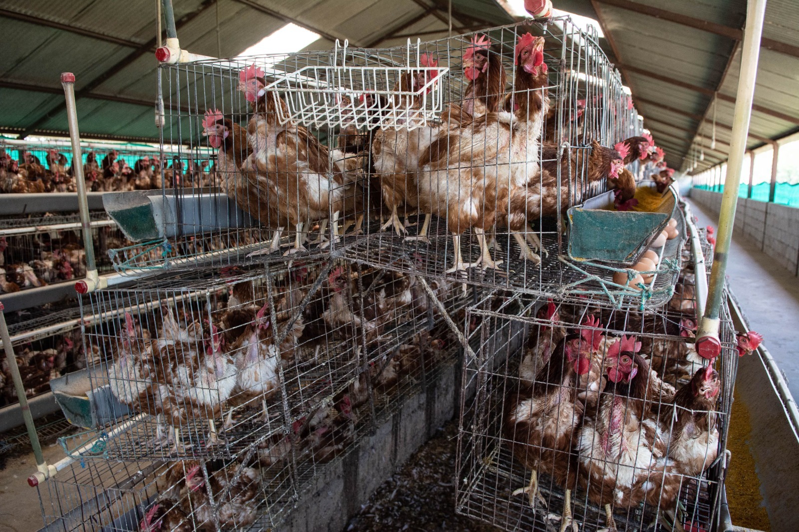 Encuesta de Ipsos revela creciente rechazo al encierro de gallinas, dentro de la industria del huevo.