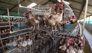 Rechazo al maltrato animal en la industria del huevo continúa en aumento
