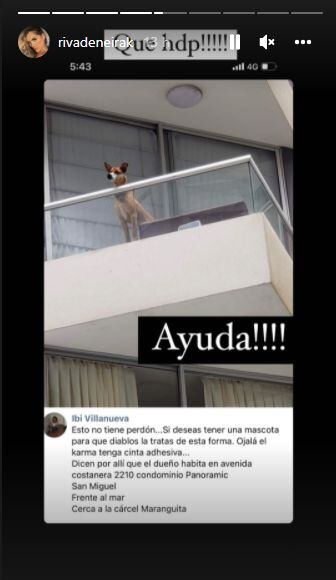 Korina Rivadeneira se mostró indignada frente a caso de maltrato animal. (Foto: Captura de IG)