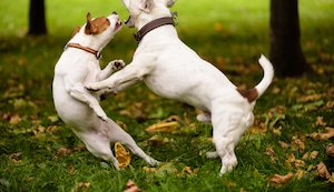 ¿Cómo separar a dos perros que se pelean?