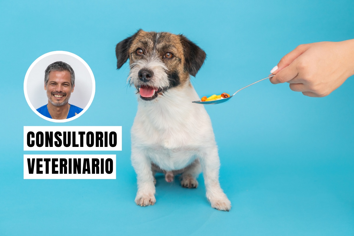 Automedicar a tu perro es extremadamente peligroso. Darles fármacos sin supervisión profesional puede causar intoxicaciones graves. Foto: composición/Istock