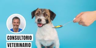 Automedicar a tu perro es extremadamente peligroso. Darles fármacos sin supervisión profesional puede causar intoxicaciones graves. Foto: composición/Istock