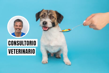 No automediques a tu mascota por estas razones