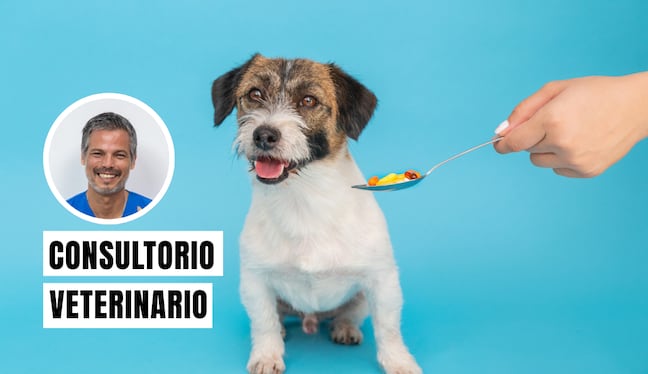 Automedicar a tu perro es extremadamente peligroso. Darles fármacos sin supervisión profesional puede causar intoxicaciones graves. Foto: composición/Istock