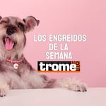 Peluditos que roban sonrisas: estos son los engreídos de la semana