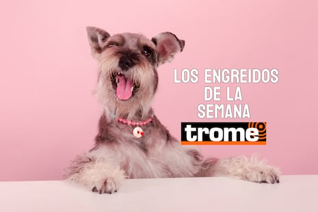 Peluditos que roban sonrisas: estos son los engreídos de la semana