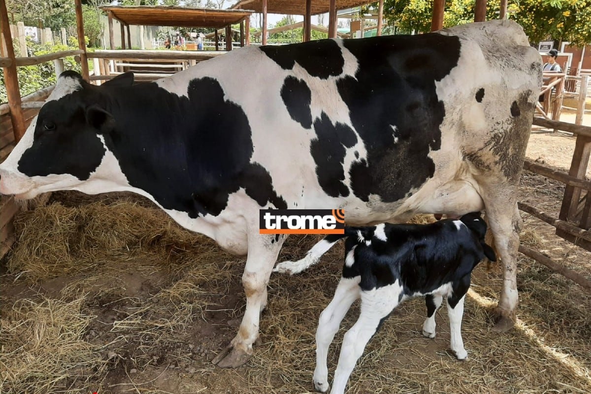 Nuevas crías de animalitos alegran aún más el recinto y el público ya puede visitarlos. (Trome)