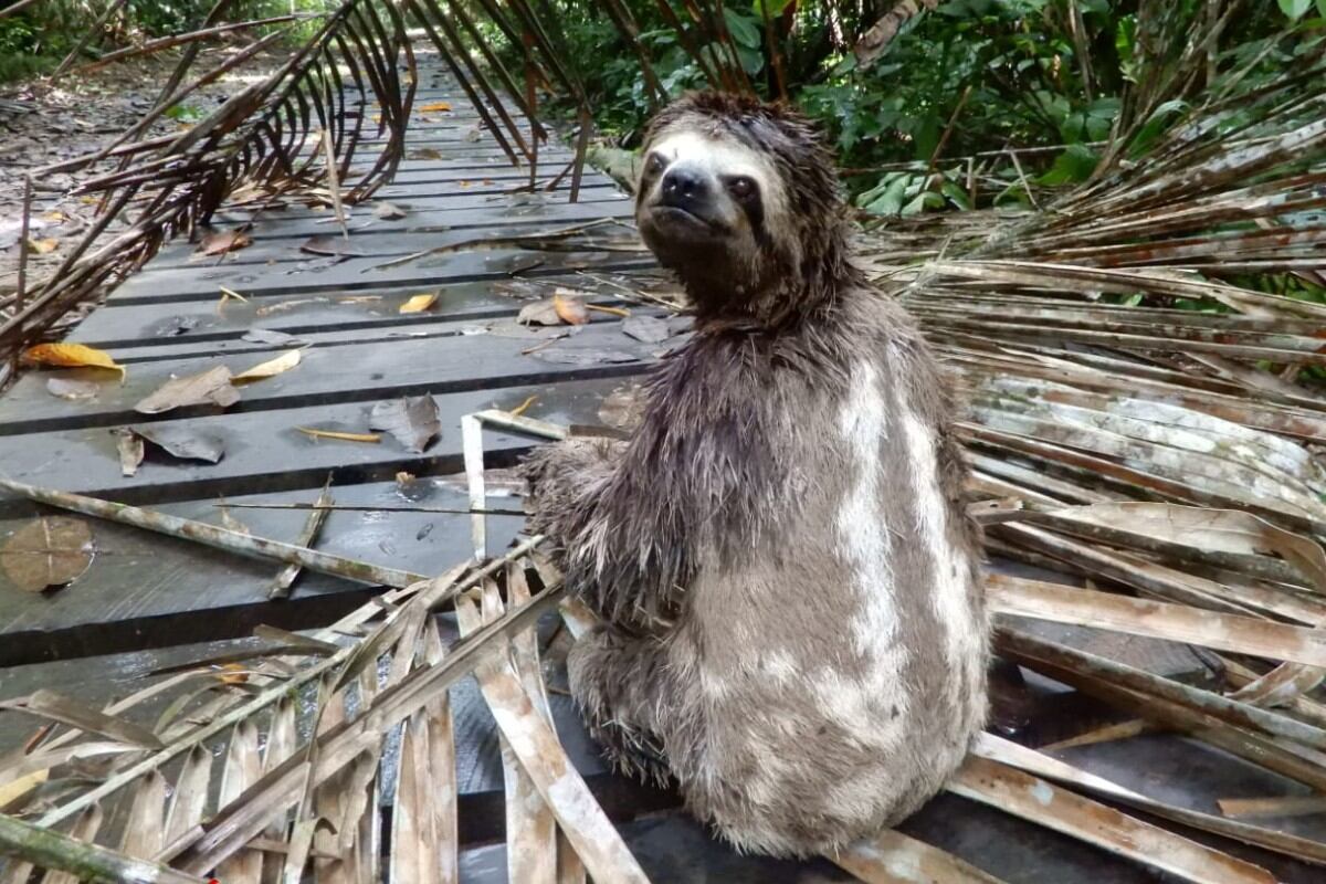 Espacios naturales albergan biodiversidad de fauna y flora, y son también escenarios de historias turísticas con sostenibilidad. (Serv. Nac.)