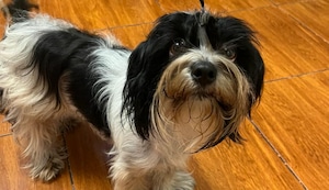 Cercado de lima: Familia desesperada busca a su perrita Zulema ¡Ayudemos a encontrarla!