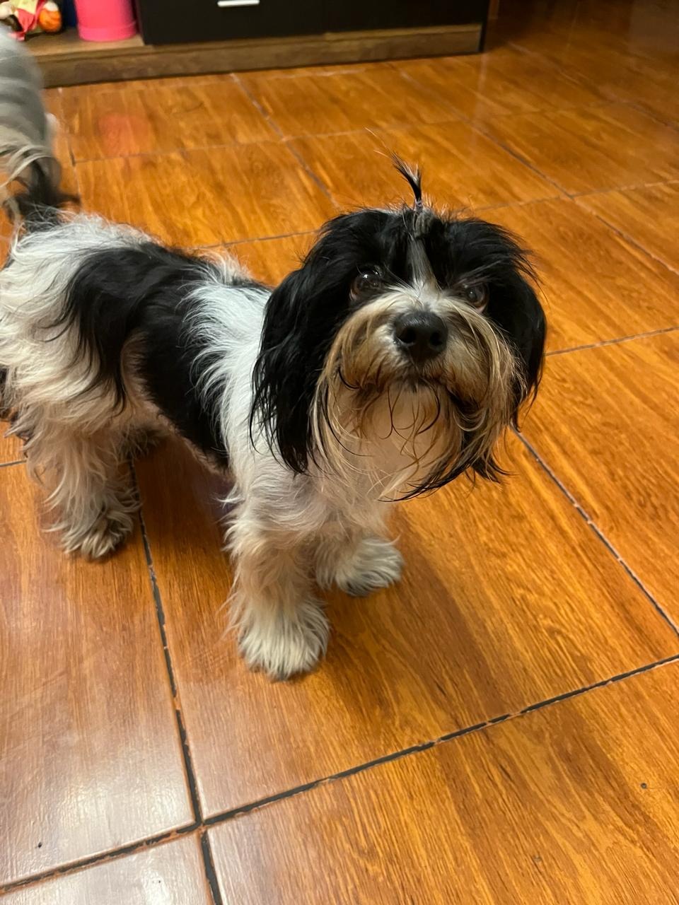 Perrita está perdida desde el viernes 8 de marzo en Cercado de lima.