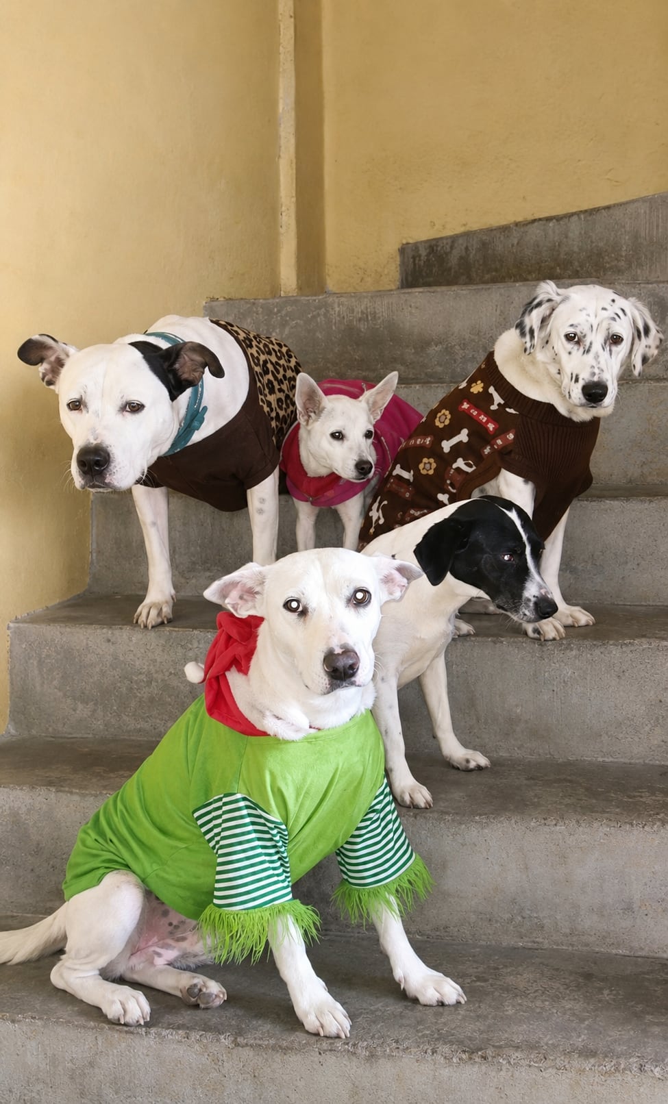 Tiene 11 perros en el techo de su casa y otros más en hogares temporales. Foto: Archivo TikTok 'Angelito sobre ruedas'.